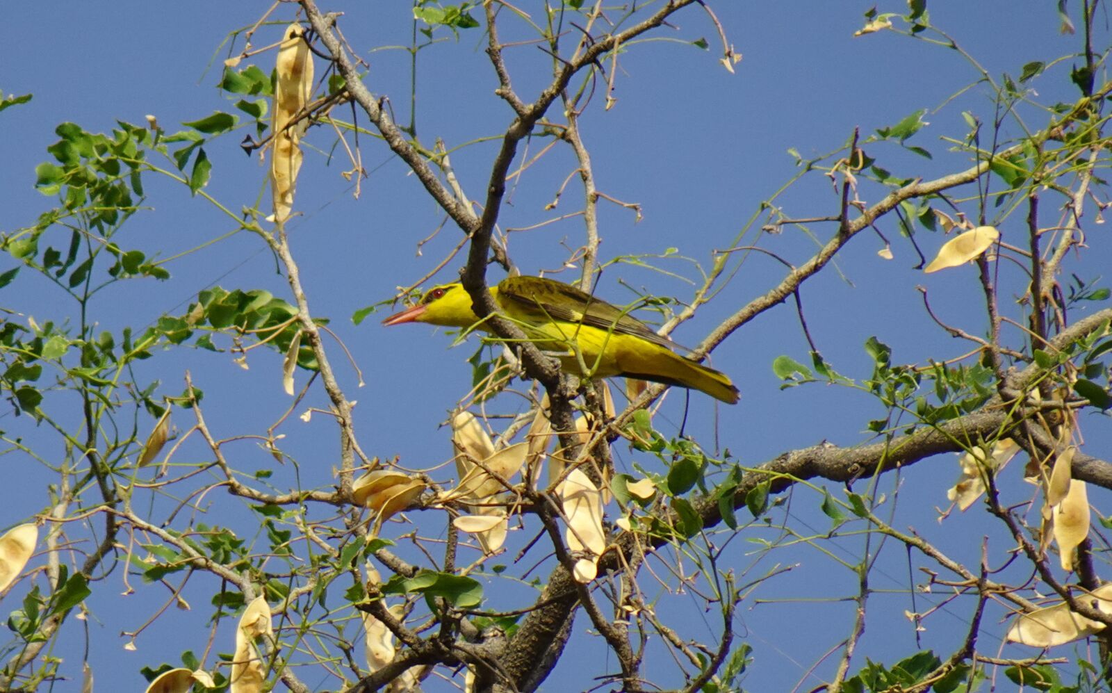 Sony DSC-WX800 sample photo. Bird, indian golden oriole photography