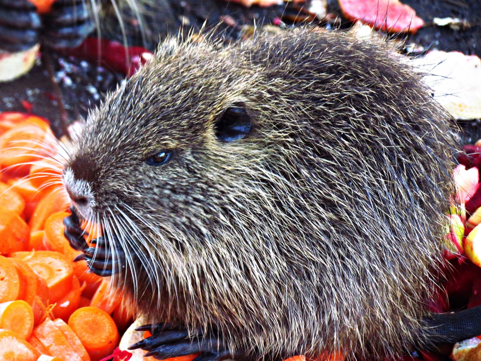 Canon PowerShot SX30 IS sample photo. Nutria, animal, mammal photography