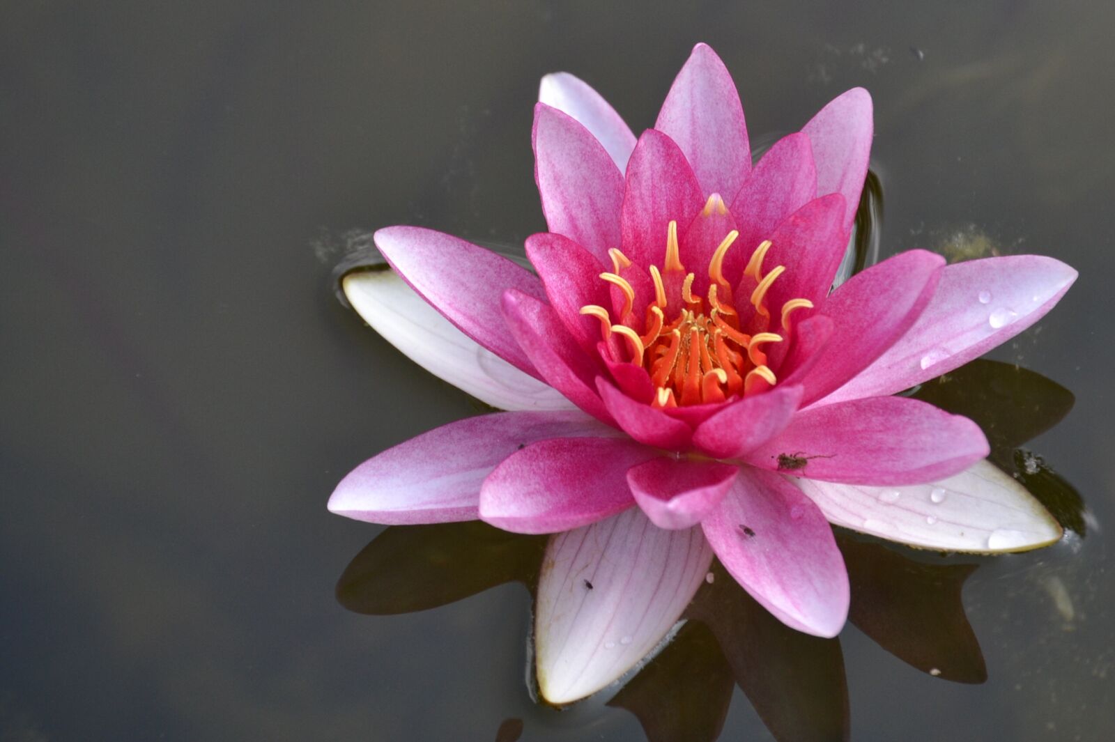 Nikon D3100 sample photo. Flower, plant, lotus photography