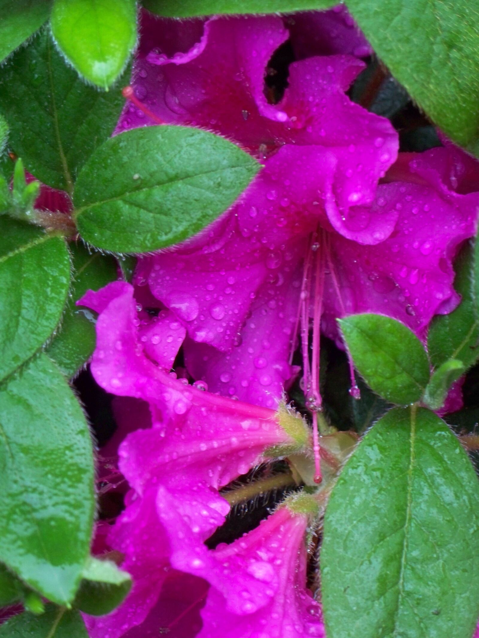 Kodak EASYSHARE Z1485 IS DIGITAL CAMERA sample photo. Flowers, purple, green photography
