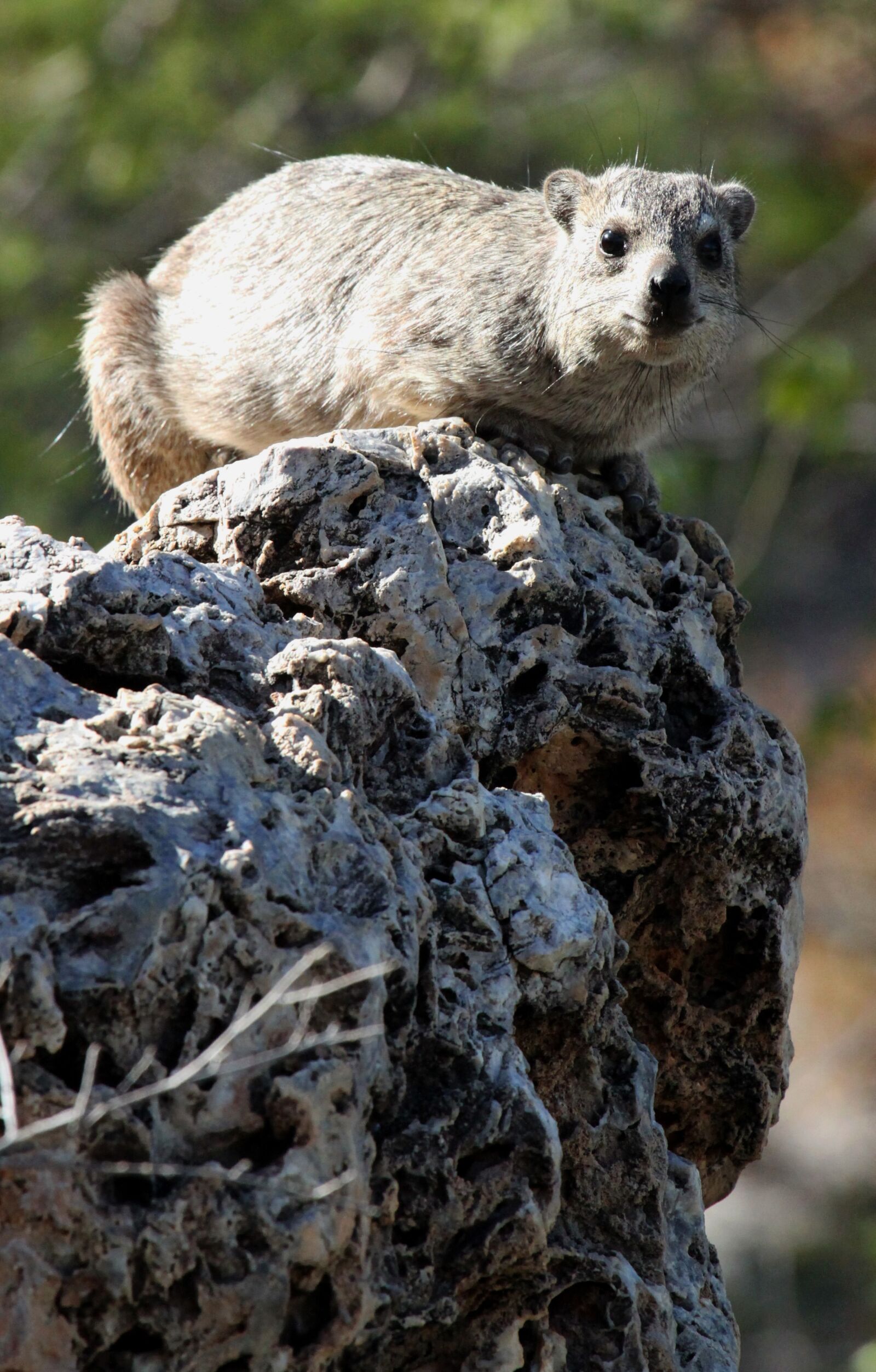 Canon EF 100-400mm F4.5-5.6L IS USM sample photo. Hyrax, rock, namibia photography