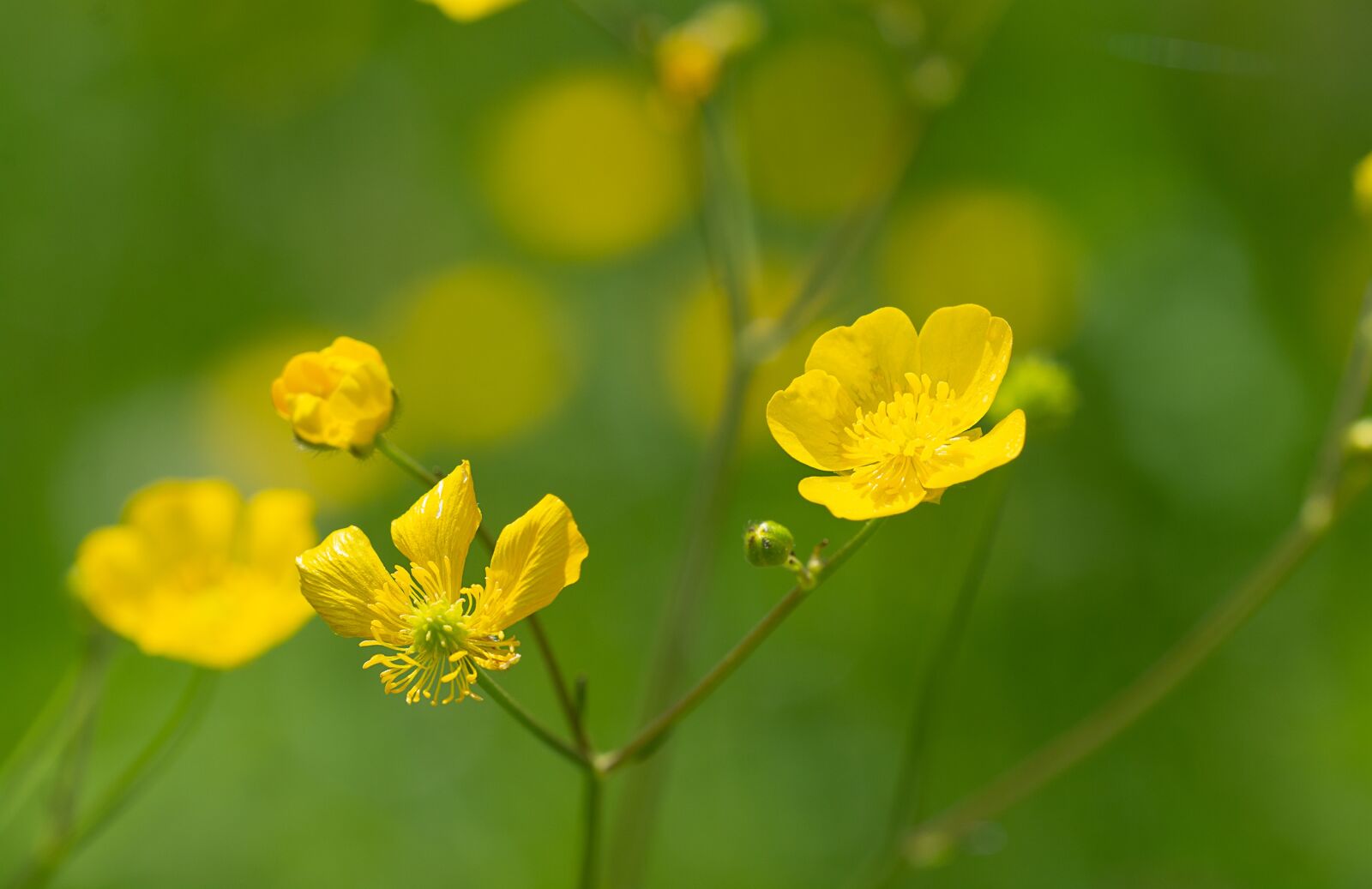 Nikon D7100 sample photo. Buttercup, yellow, toxic photography