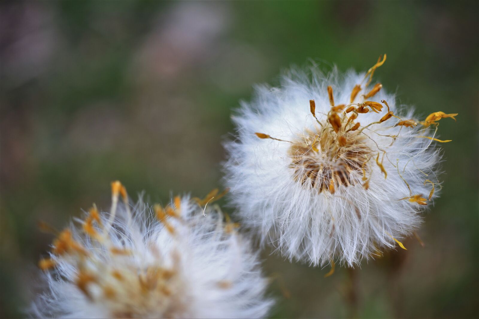 Canon EOS 7D sample photo. Pollen, seeds, inflorescence photography