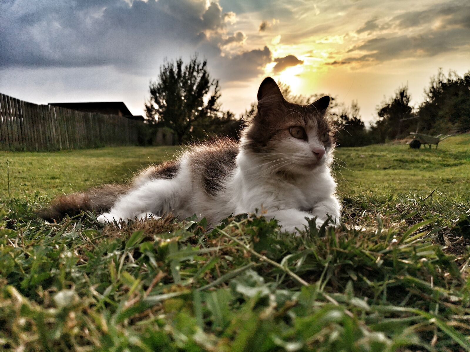 HUAWEI CLT-L29 sample photo. Cat, sunset, nature photography