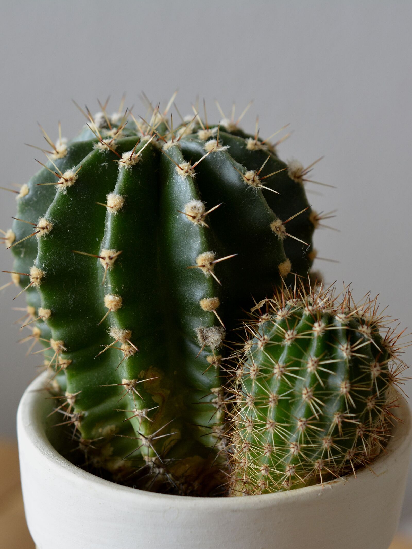 Nikon D7100 sample photo. Cactus, plant, potted plant photography