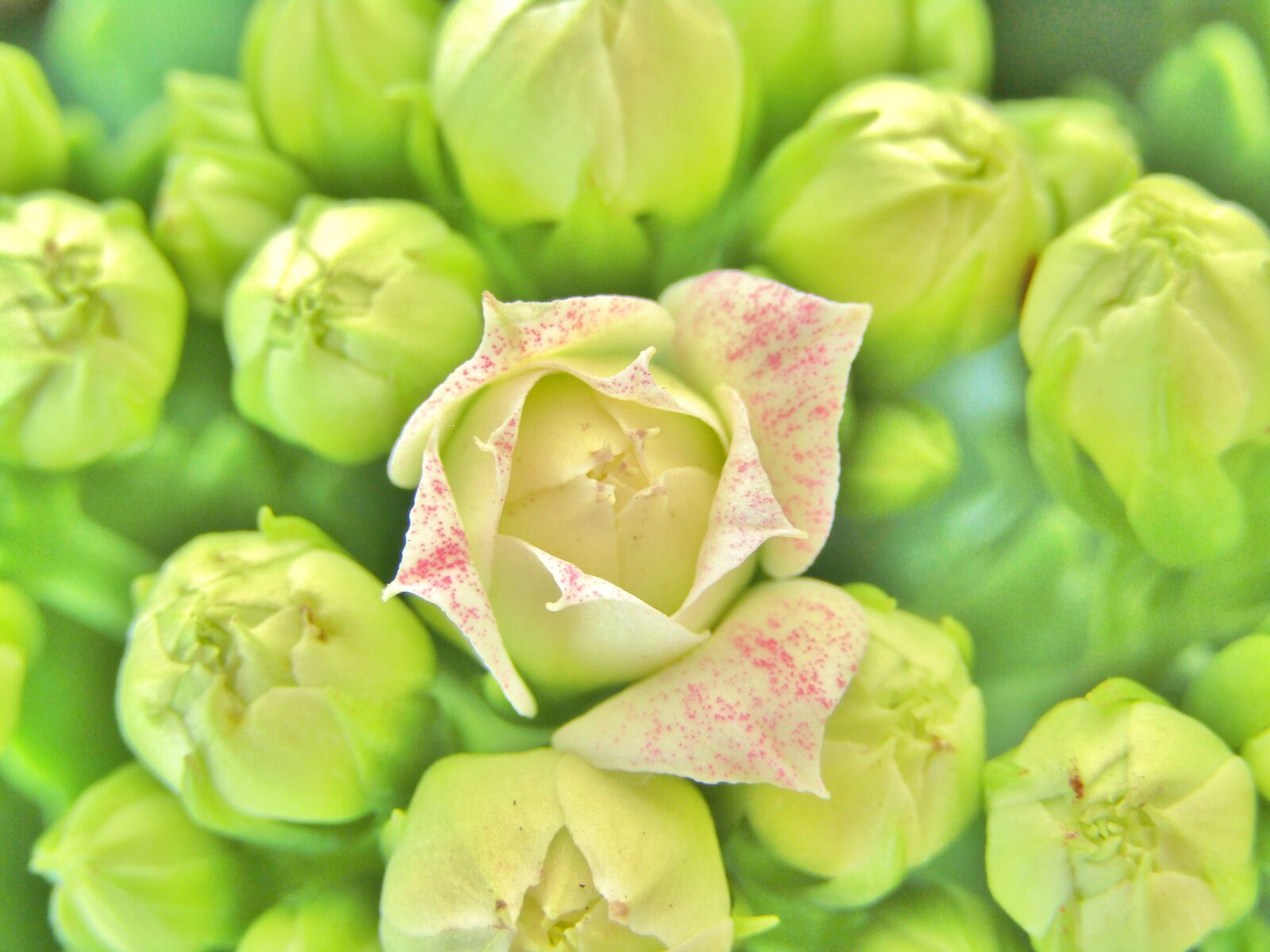 Canon POWERSHOT SX432 IS sample photo. Kalanchoe, thick sheet greenhouse photography