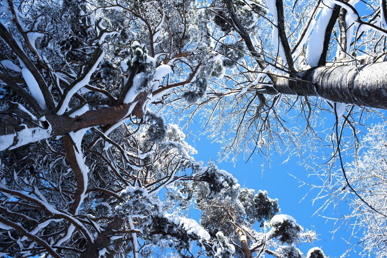 Nikon D750 sample photo. Trees, forest, nature photography