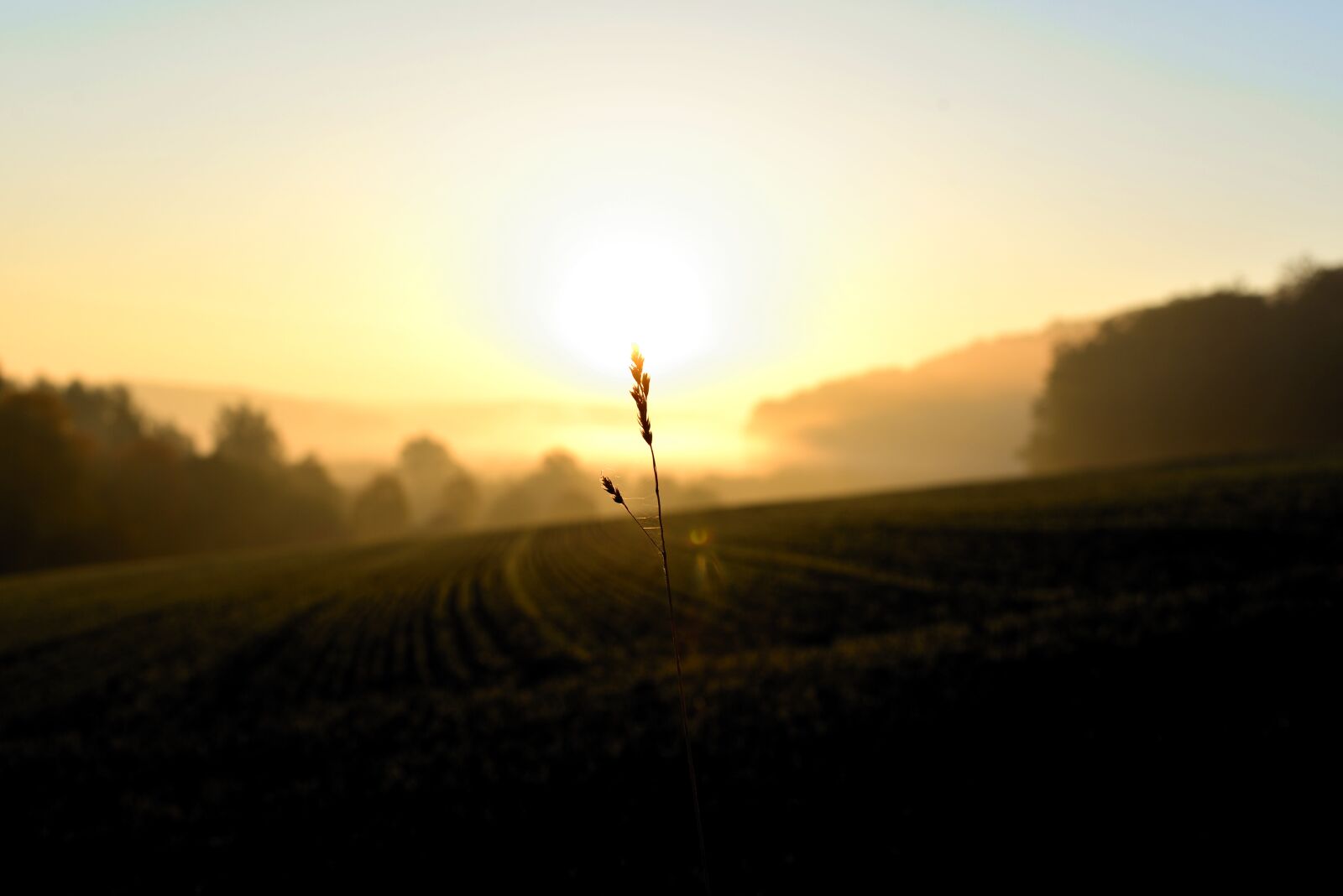 Nikon D610 sample photo. Sunrise, field, grasses photography