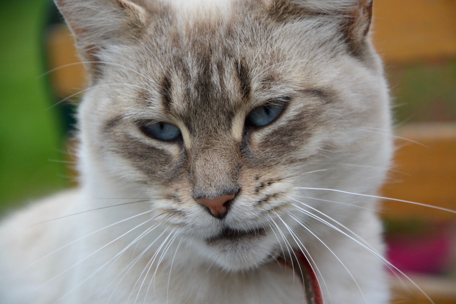Nikon D5200 sample photo. Cat, pussy, cat eyes photography