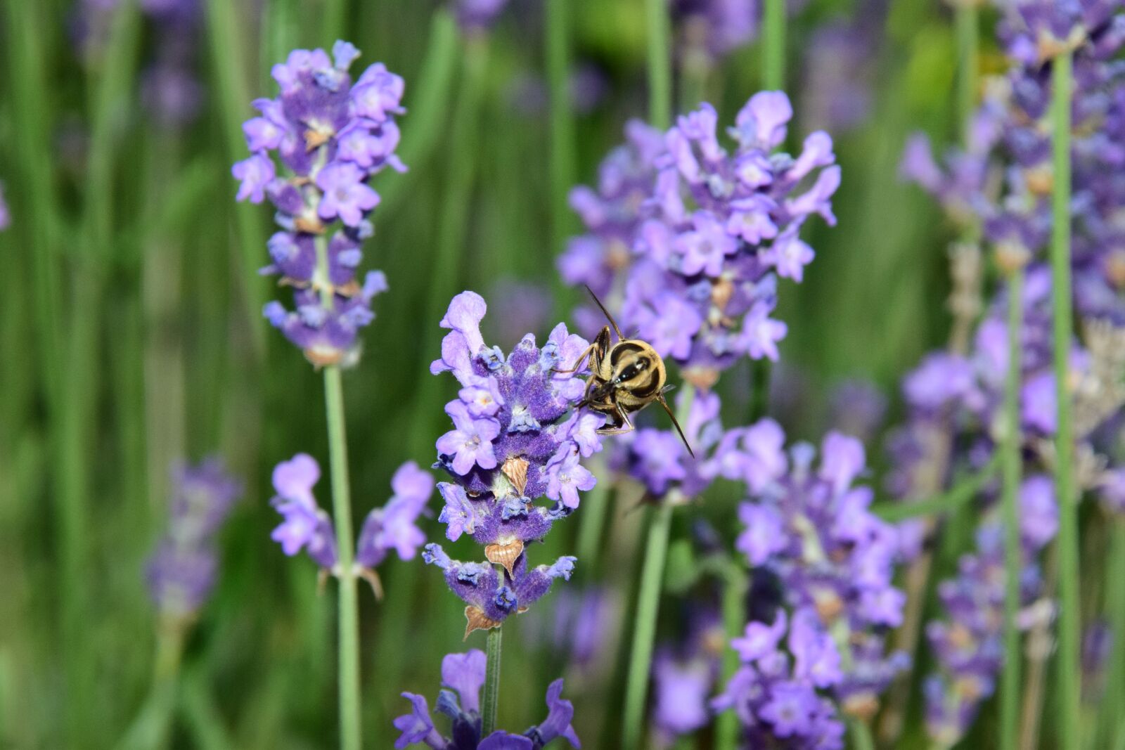 Nikon D3300 sample photo. Lavender, bee, nature photography