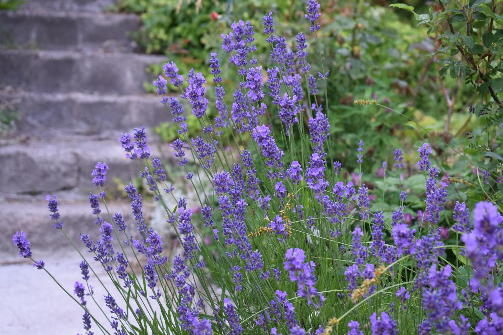 Nikon D3300 sample photo. Lavender, garden, purple photography