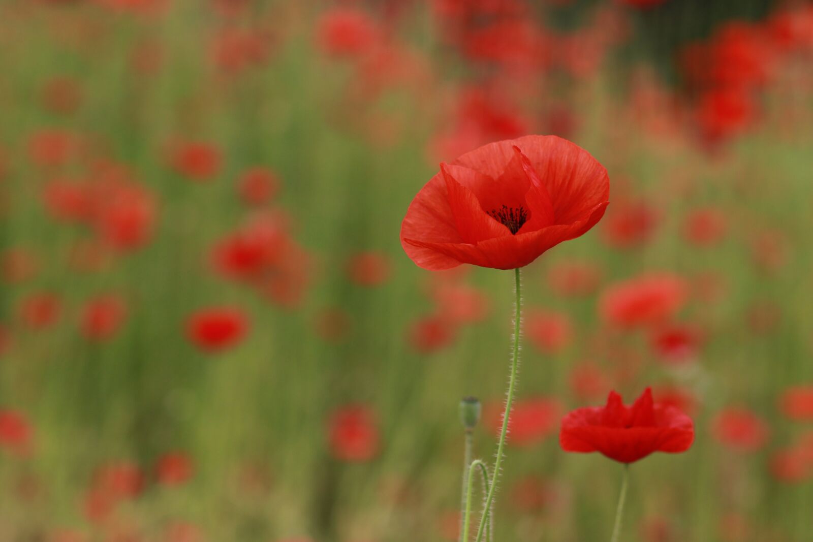 Canon EOS 500D (EOS Rebel T1i / EOS Kiss X3) sample photo. Papaverales, flowers, nature photography