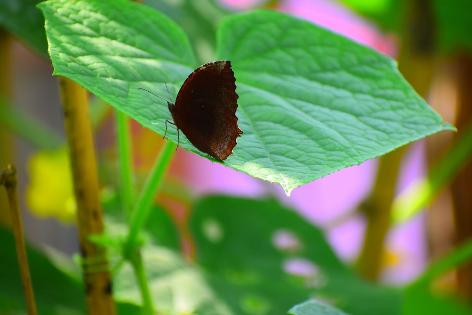 Nikon D5600 sample photo. Leaf, nature, flora photography