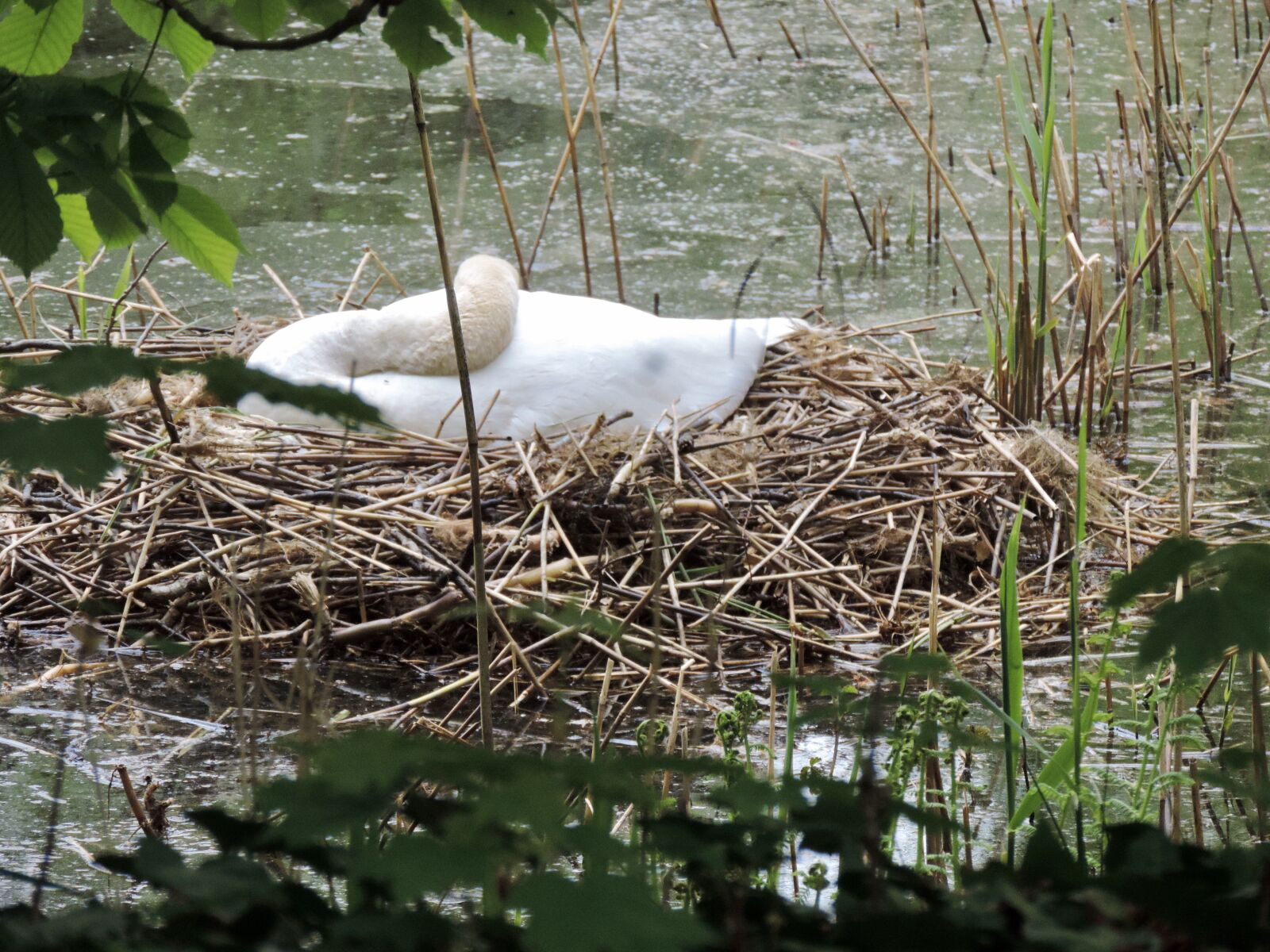 Nikon Coolpix P520 sample photo. Swan, nest, swan's nest photography