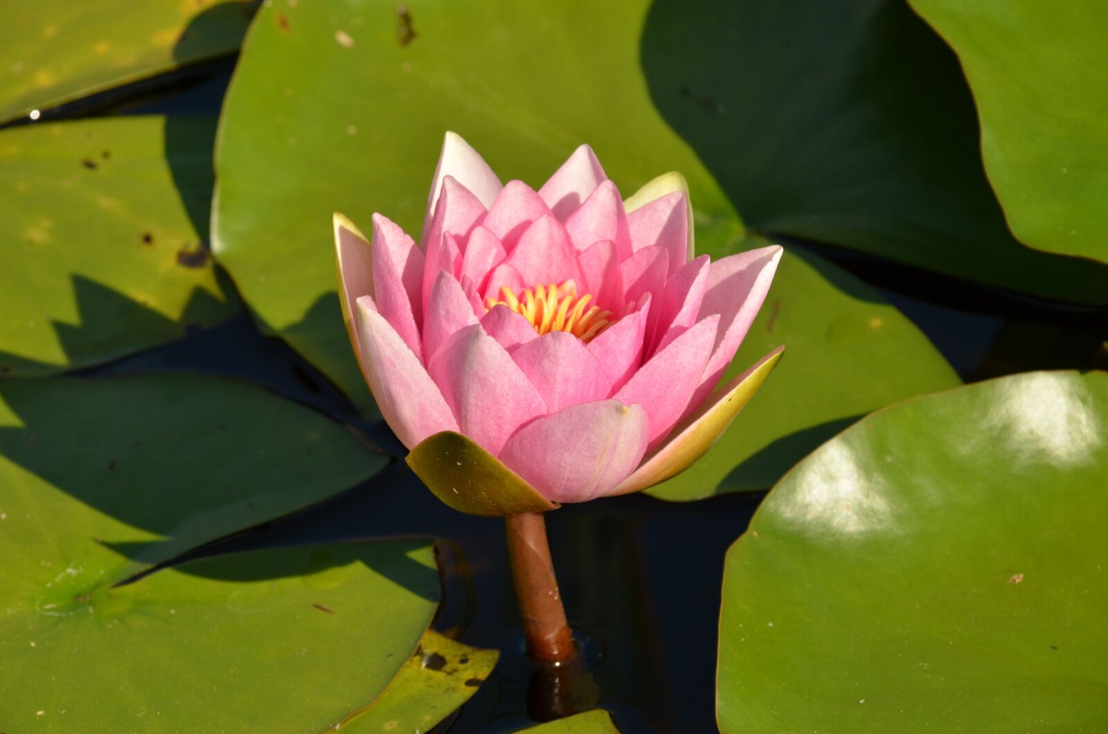 Nikon D7000 sample photo. Nature, plant, flower photography