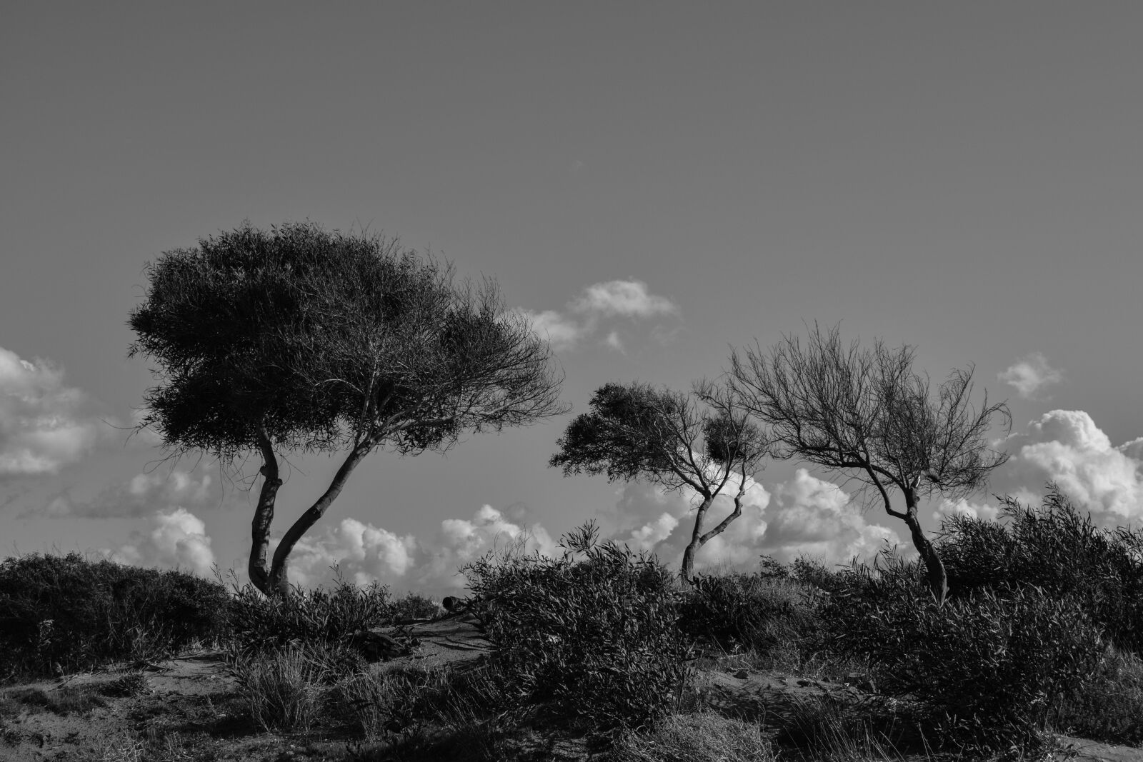 Nikon D3300 sample photo. Trees, dunes, nature photography