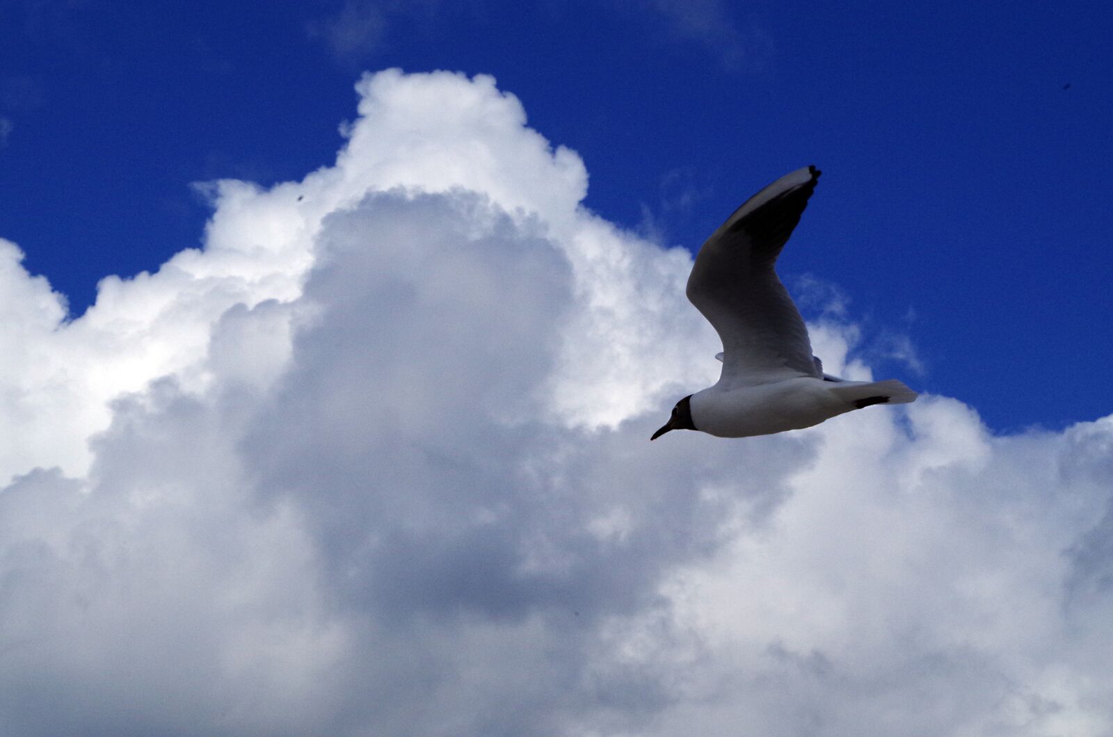 Pentax K-50 sample photo. Seagull, sky, nature photography