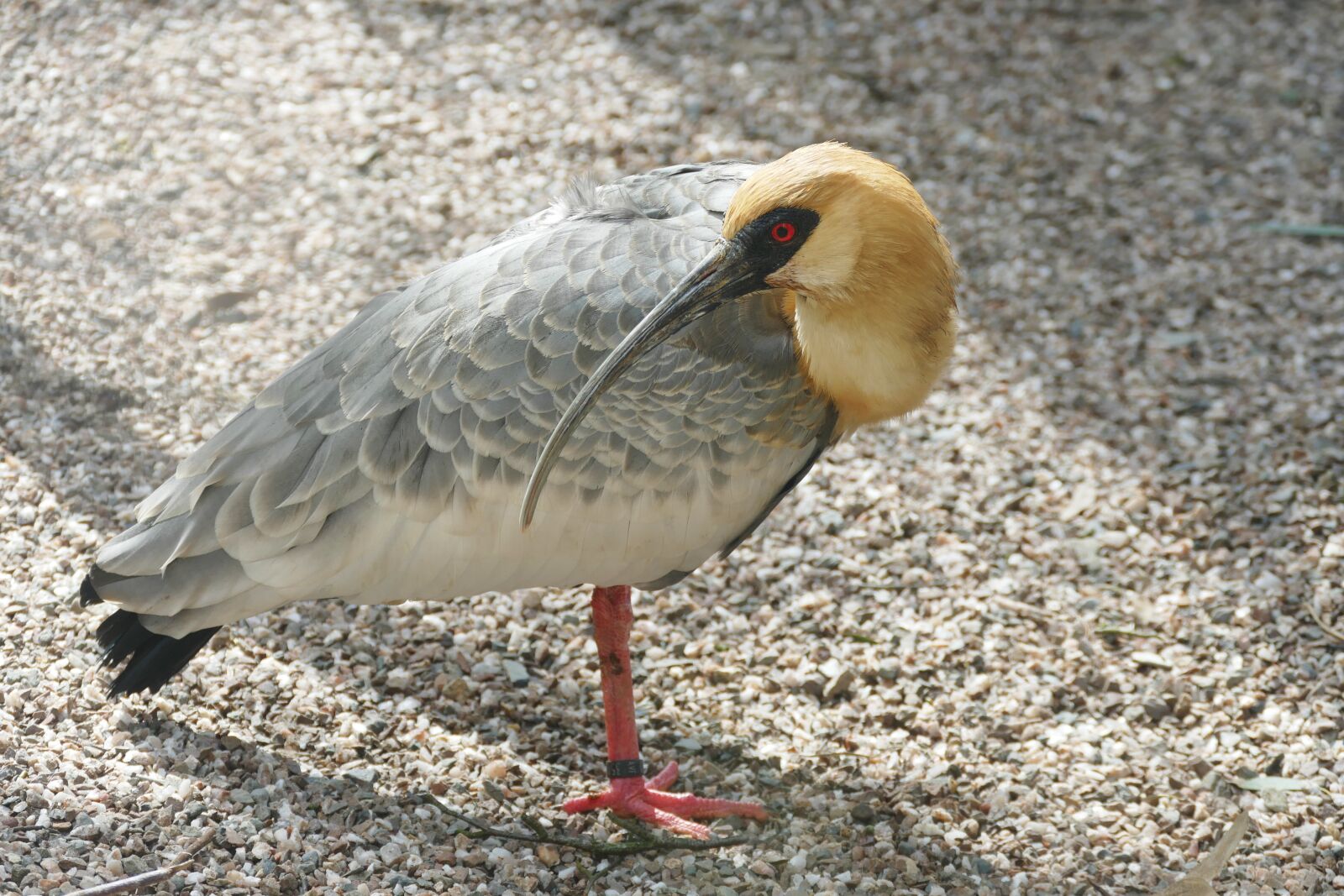 Panasonic Lumix DMC-FZ1000 sample photo. Black-faced ibis, bird, ibis photography