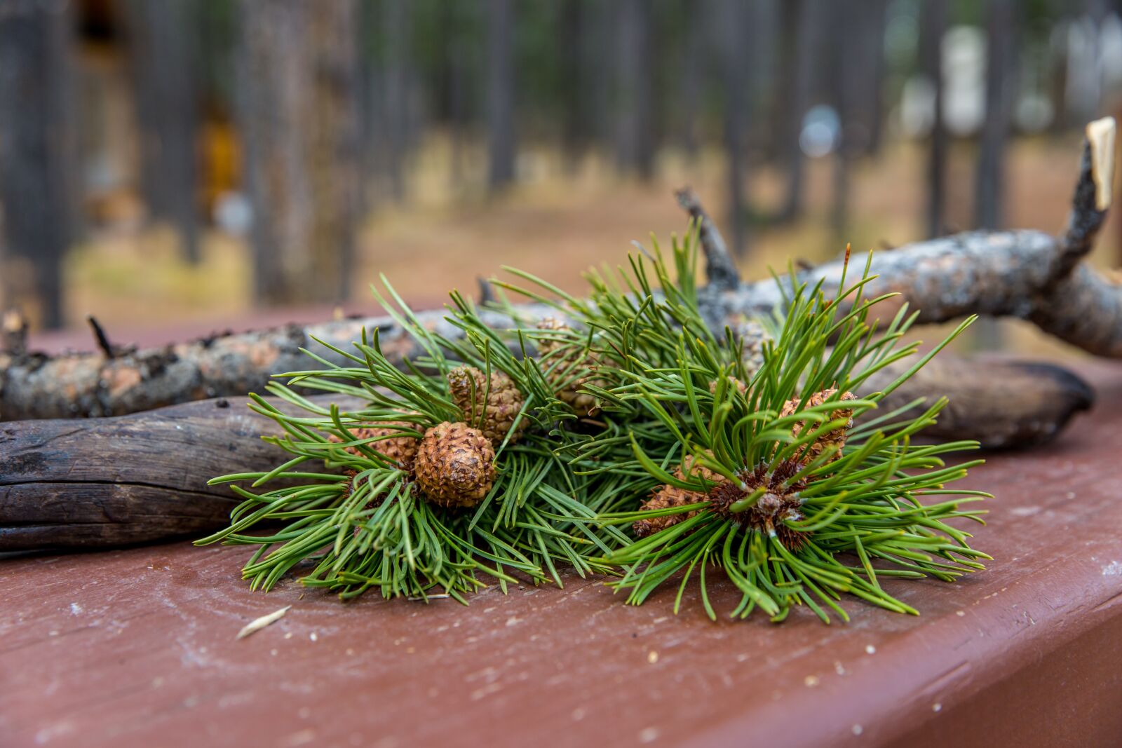 Canon EF 24-70mm F2.8L II USM sample photo. Forest, pine, pinecone photography
