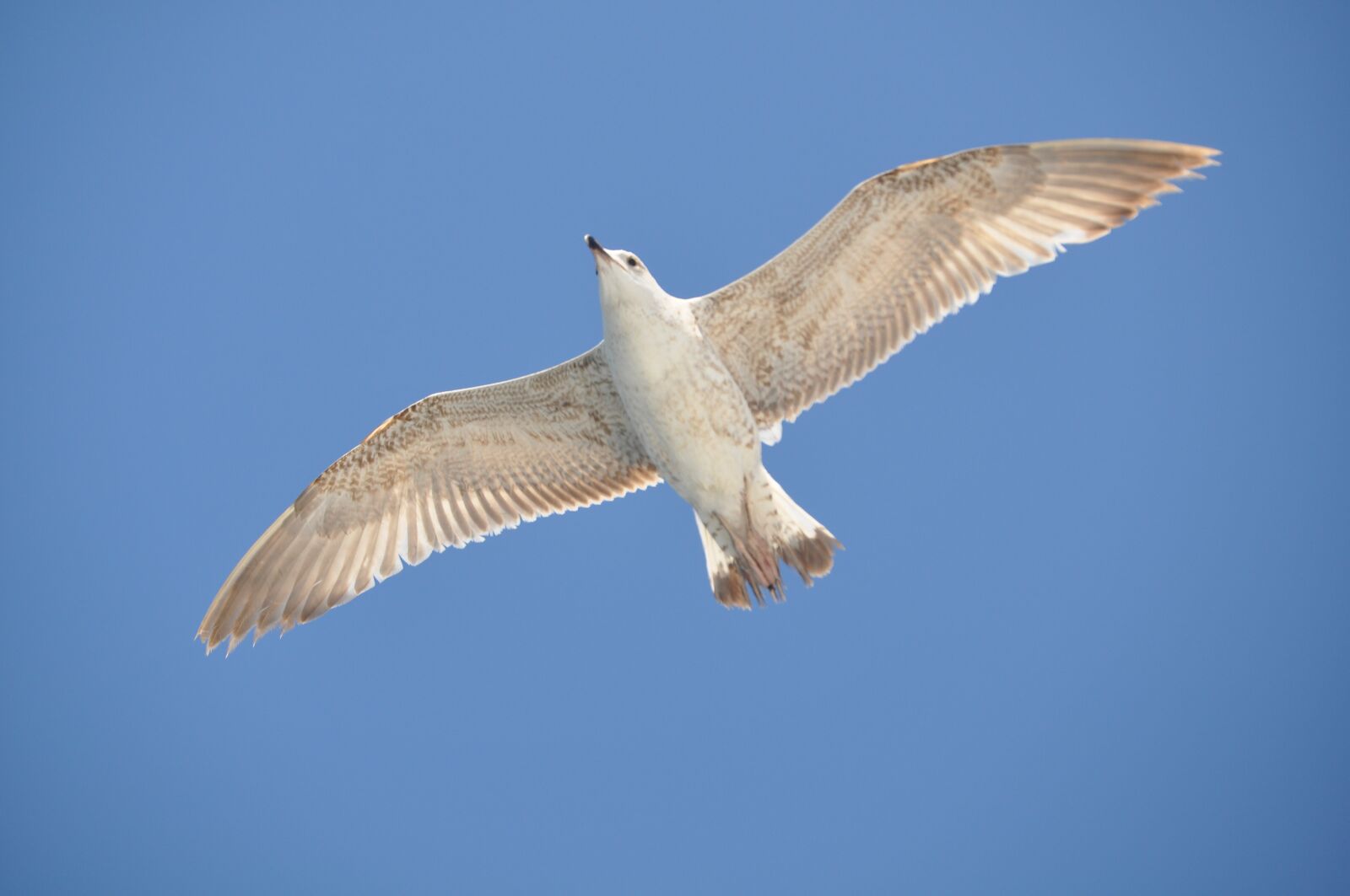 Nikon D90 sample photo. Seagull, bird, animals photography