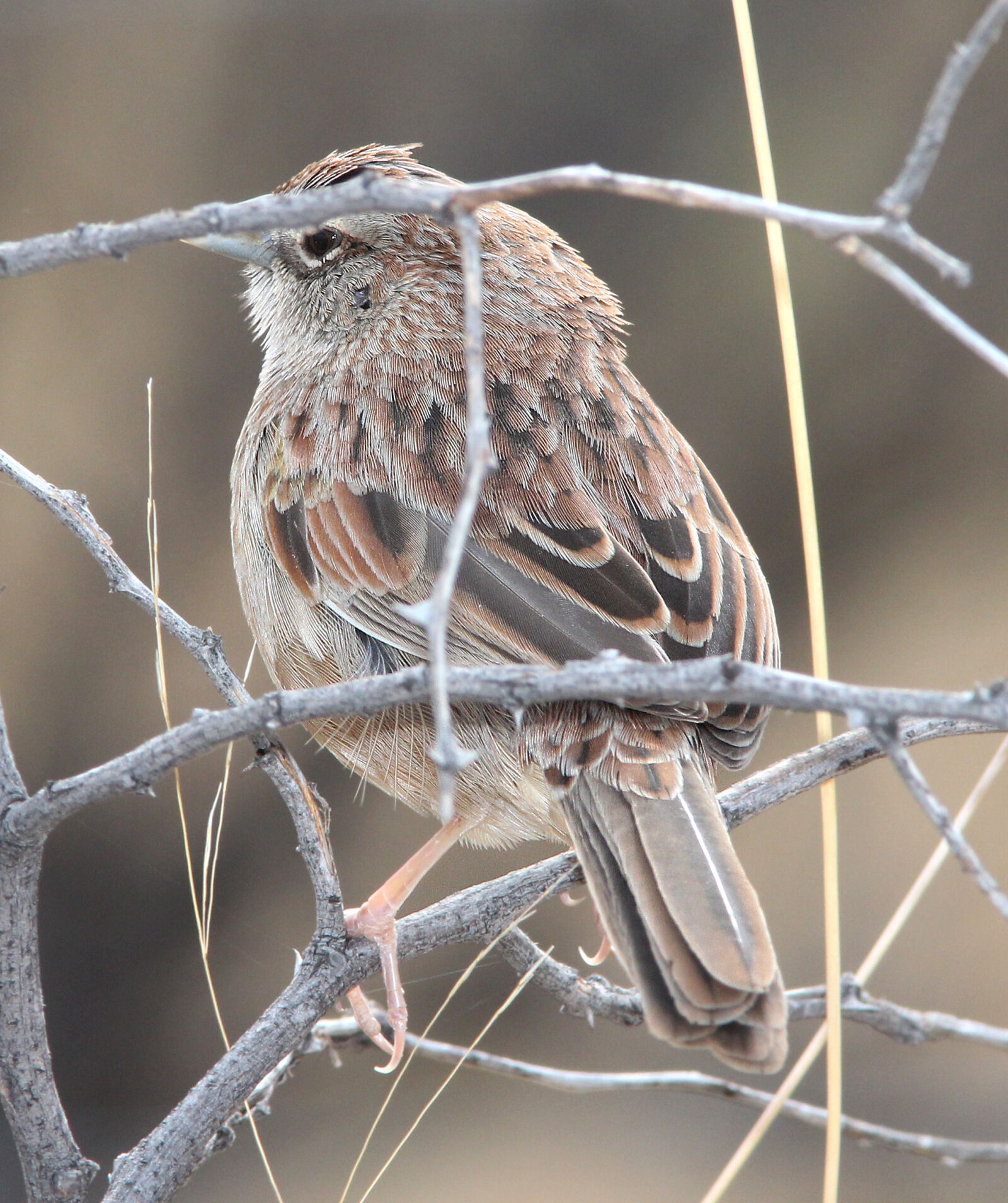 Canon EF 300mm F4L IS USM sample photo