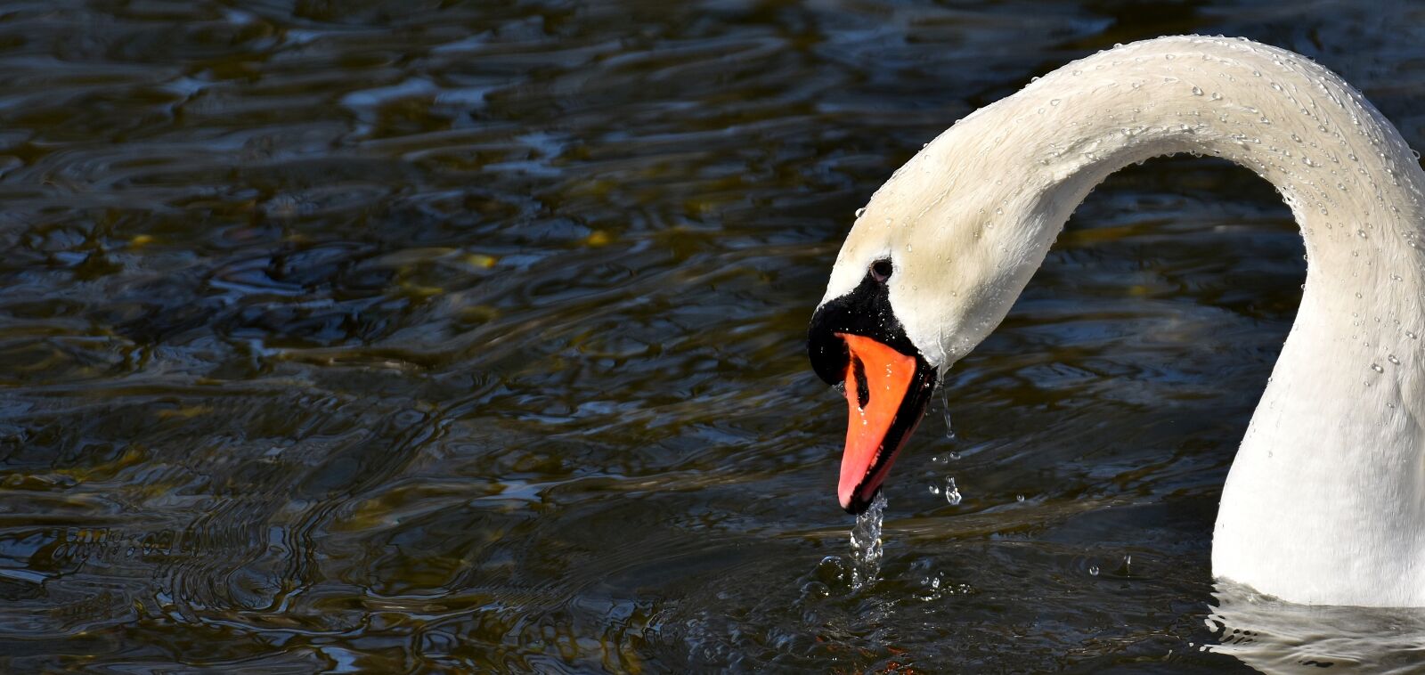 Nikon D7200 sample photo. Swan, drop of water photography