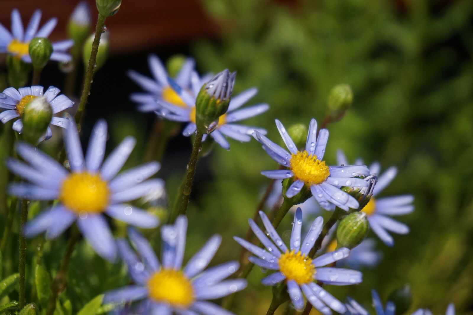 Sony E 16-50mm F3.5-5.6 PZ OSS sample photo. Flower, summer, nature photography