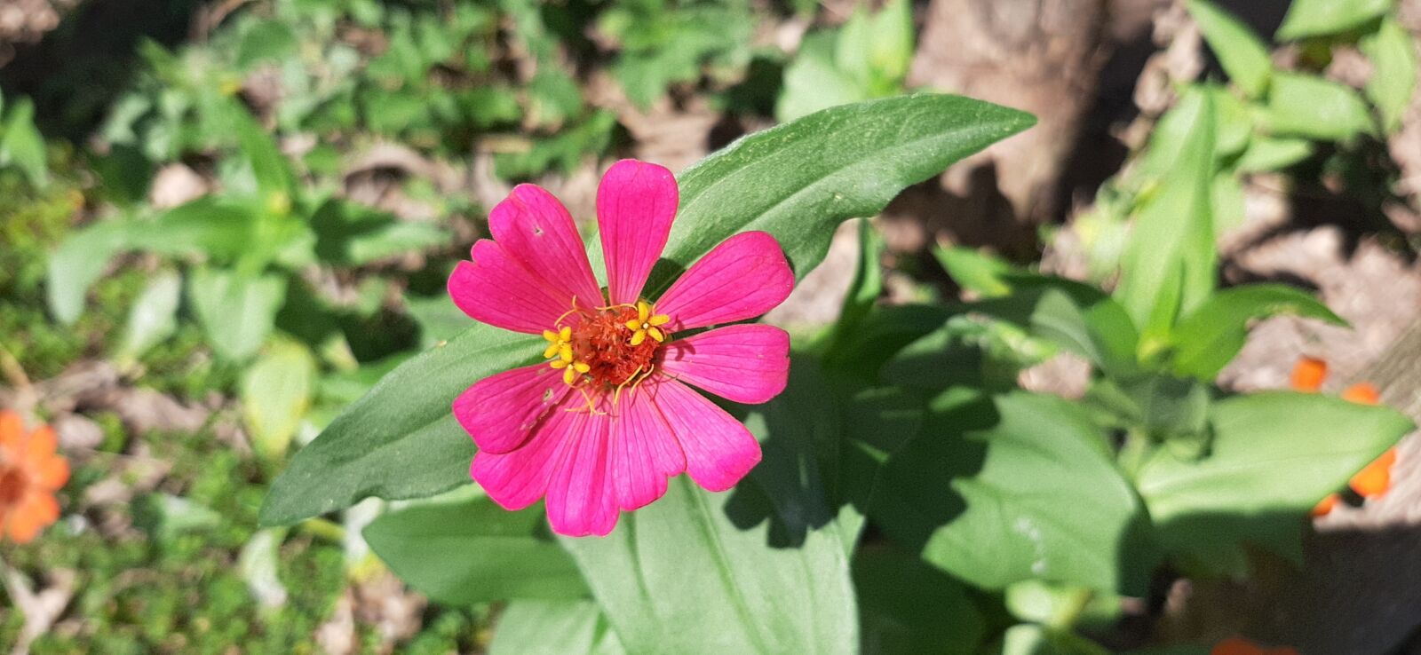 Samsung Galaxy A50 sample photo. Flower, petal, pink photography