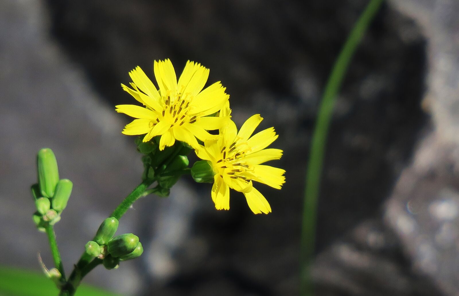 Canon PowerShot G3 X sample photo. Nature, plant, flower photography