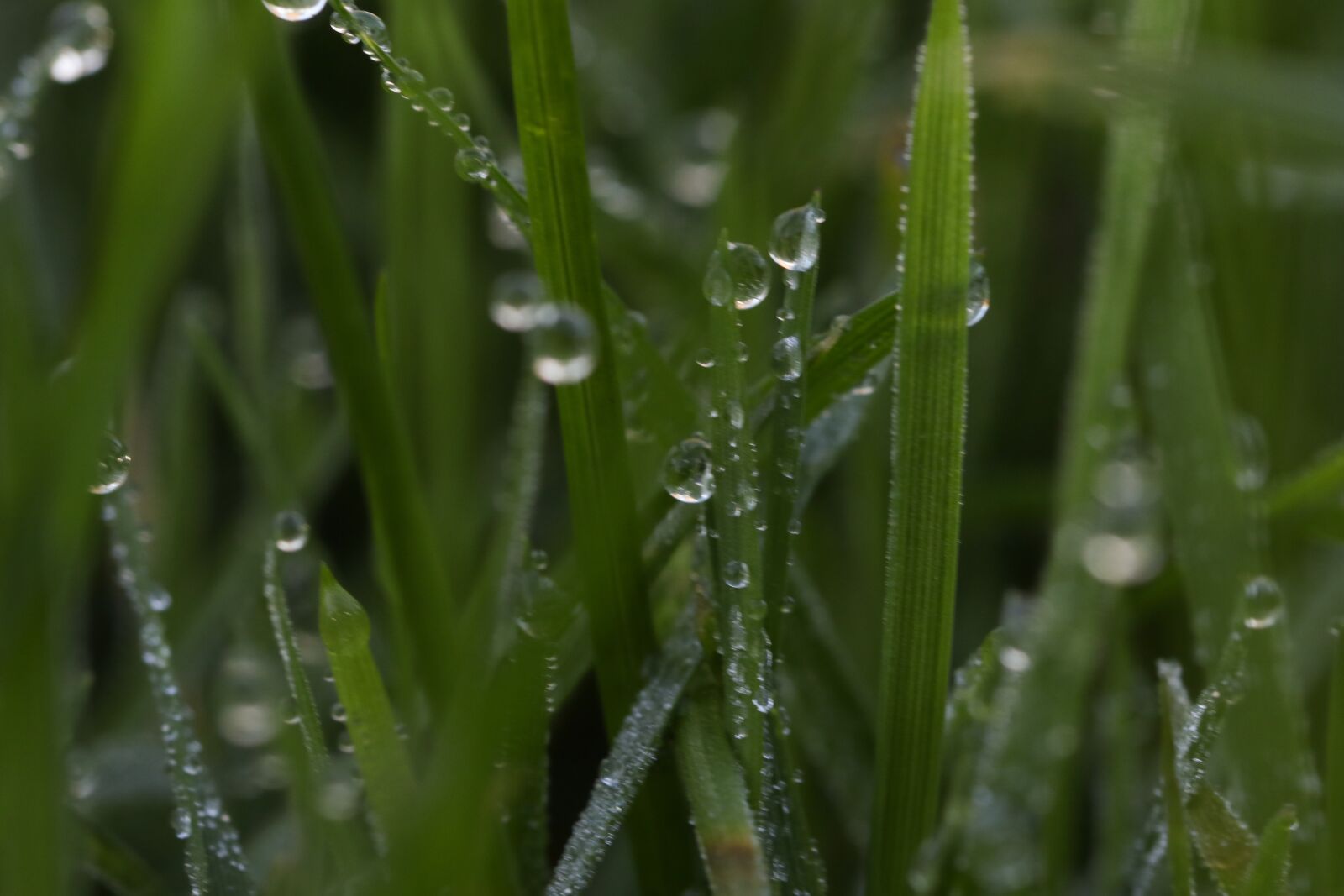 Canon EOS 7D Mark II sample photo. Grass, waterdrop, autumn photography