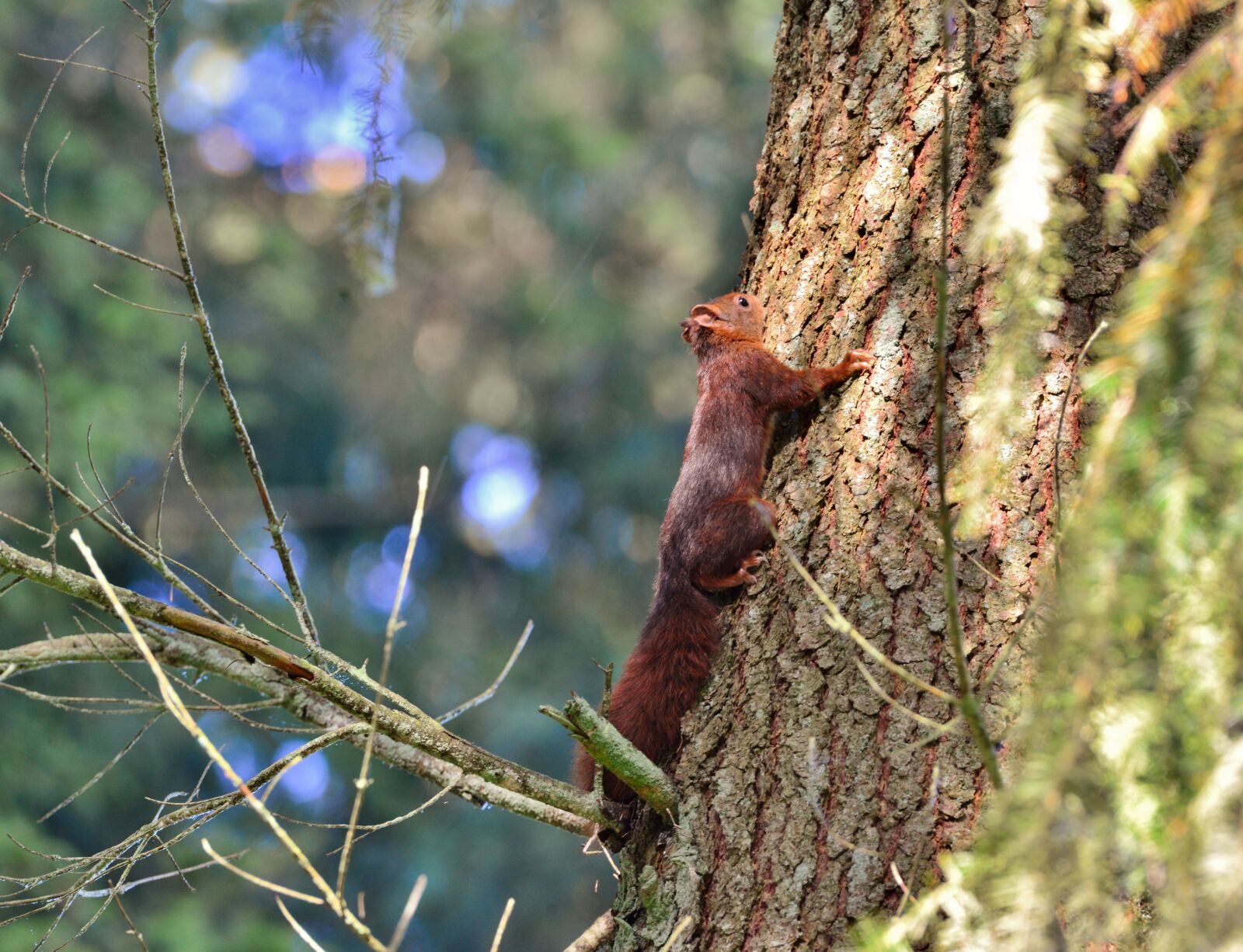 Nikon D600 sample photo. Squirrel, rodent, hairy photography