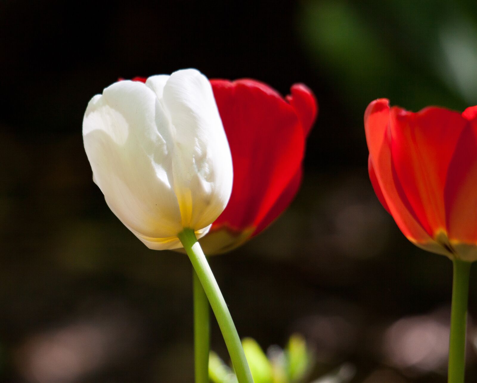 Canon EOS 50D sample photo. Tulips, plant, blossom photography