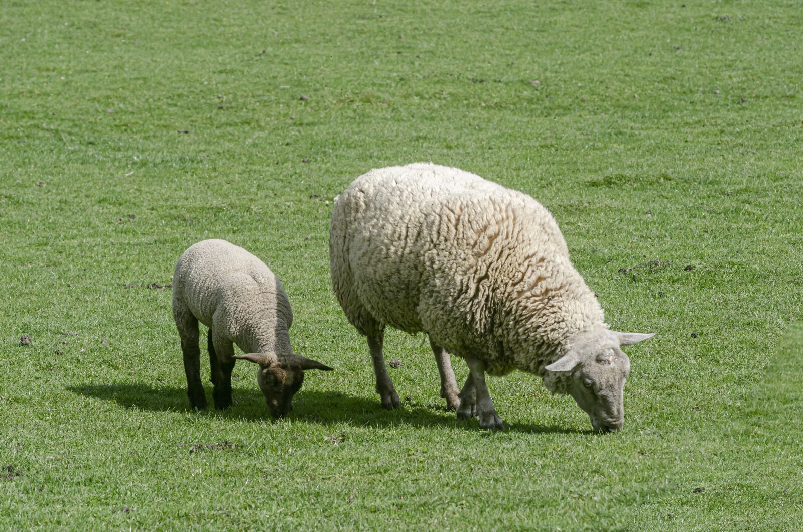 Nikon D7000 sample photo. Sheep, prairie, field photography