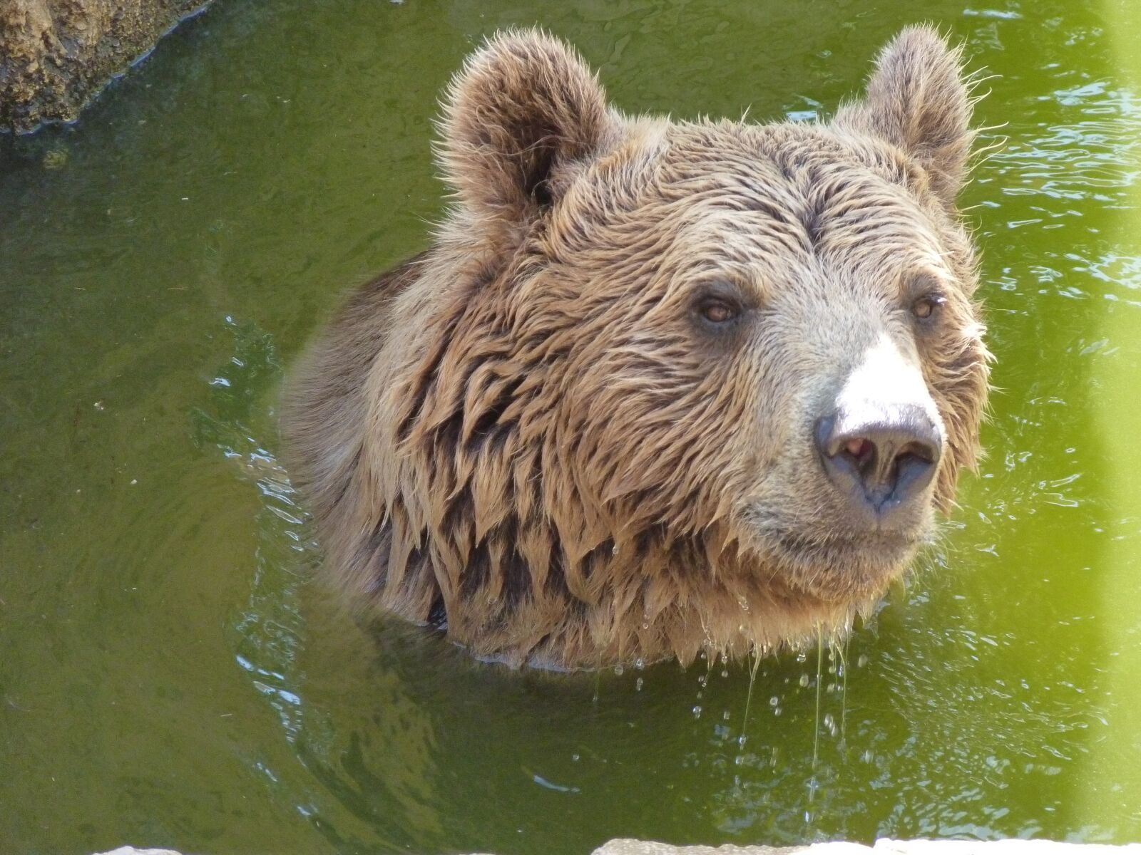 Panasonic Lumix DMC-FZ35 (Lumix DMC-FZ38) sample photo. Bear, spain, travel photography
