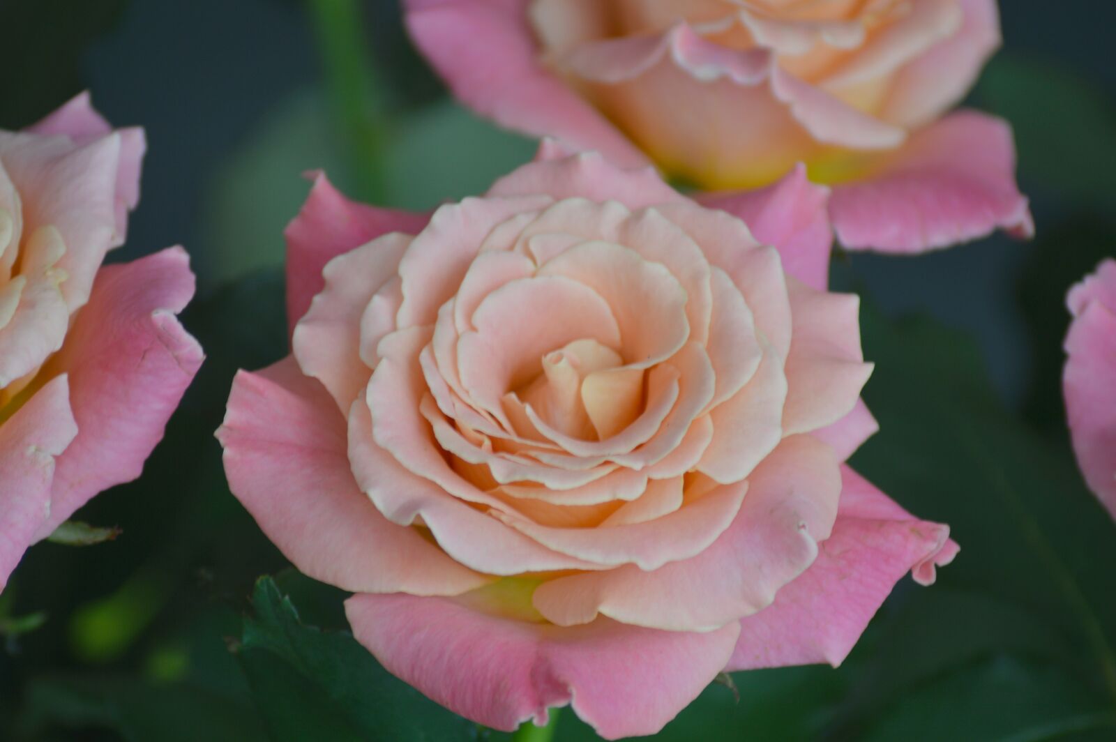 Nikon D3200 sample photo. Rose, flower, miss piggy photography