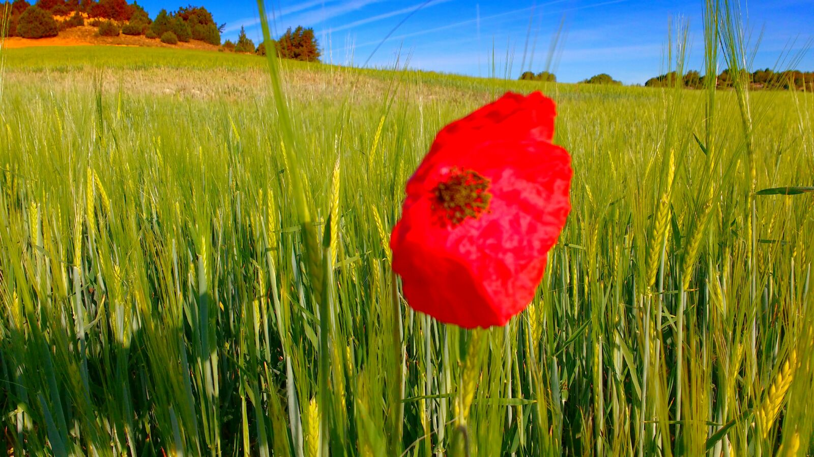 Motorola MotoG3 sample photo. Poppy, ribera, del, duero photography