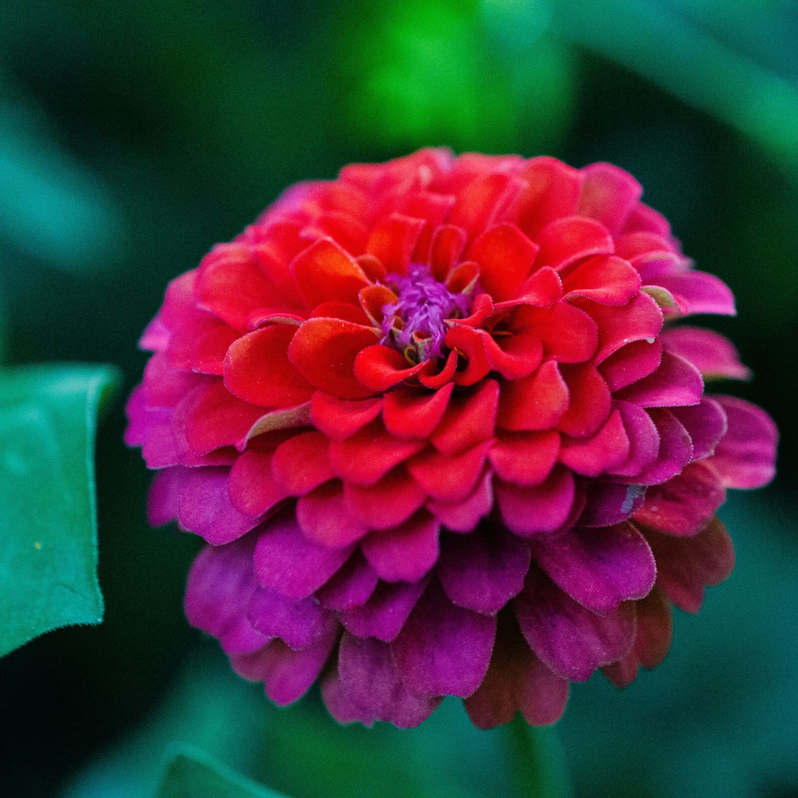 Nikon D7000 sample photo. Zinnia, plant, pink flower photography