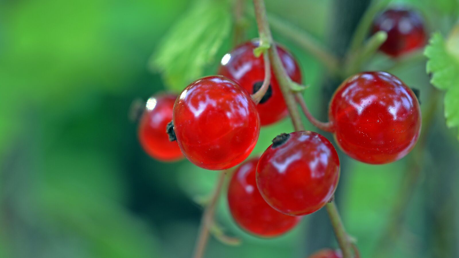 Nikon D5200 sample photo. Currant, fruit, berries photography