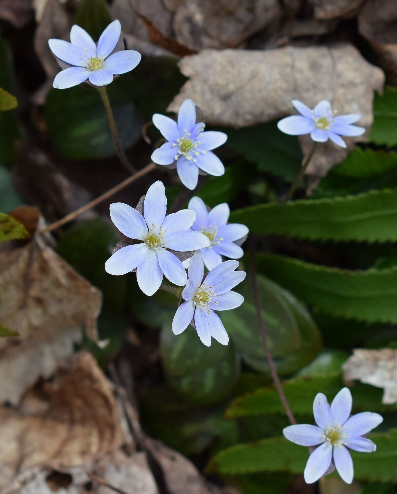 Nikon D3300 sample photo. Hepatica, wildflower, flower photography