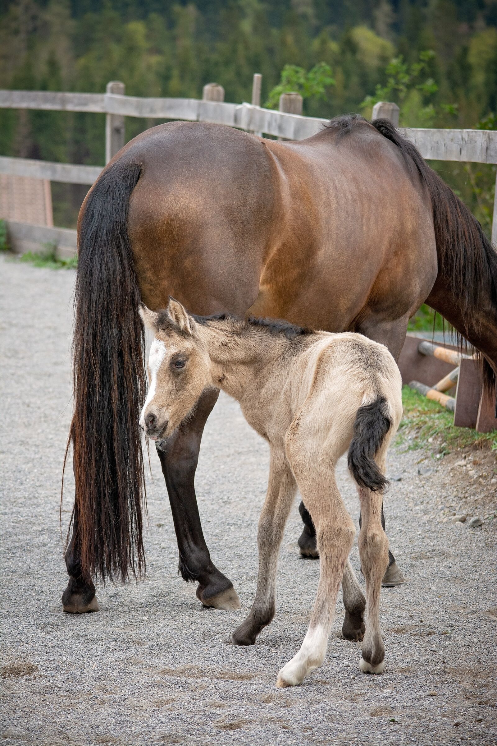 Nikon D7100 sample photo. Foal, newborn, young animal photography