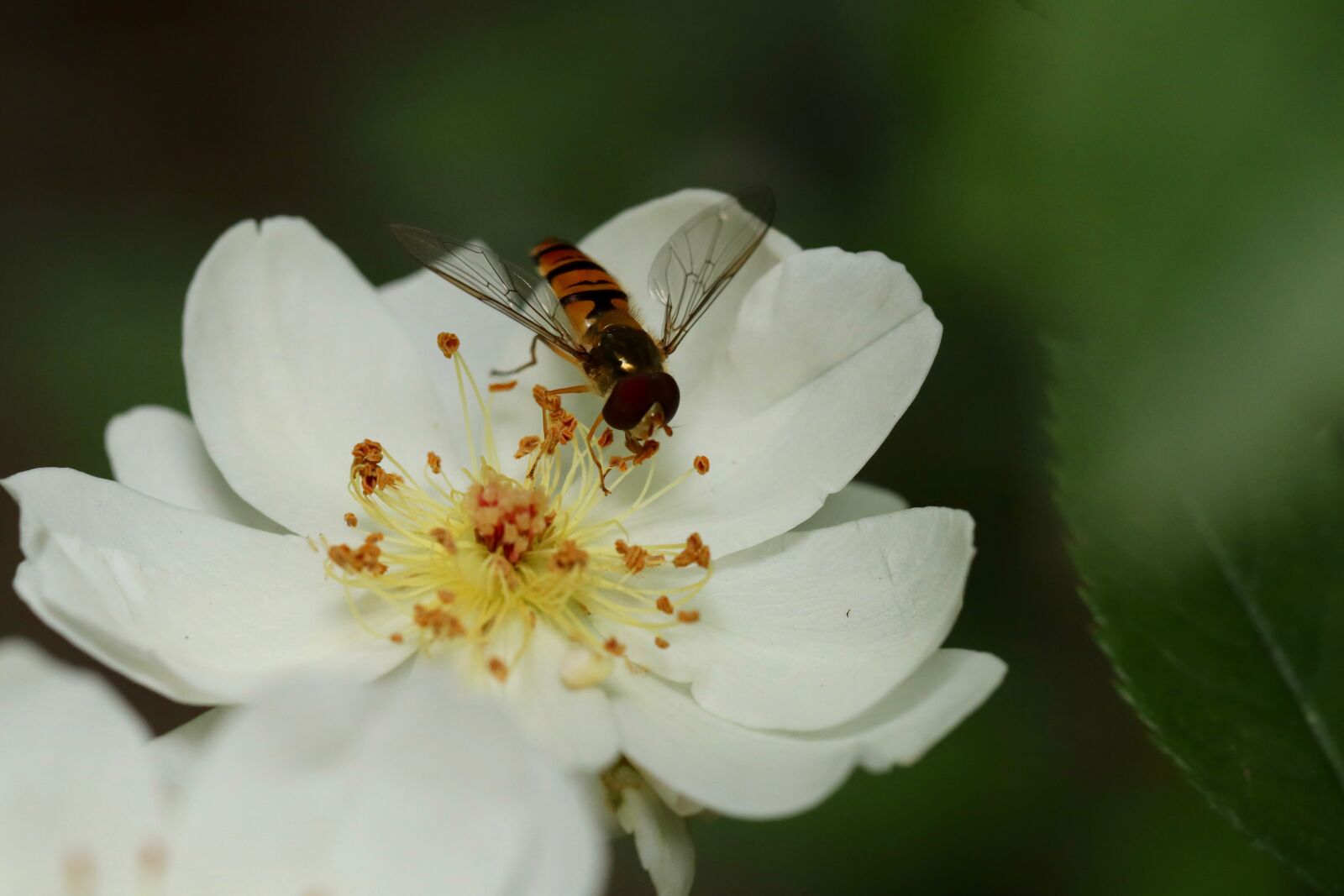 Canon EOS 800D (EOS Rebel T7i / EOS Kiss X9i) sample photo. Rose, insect, hoverfly photography