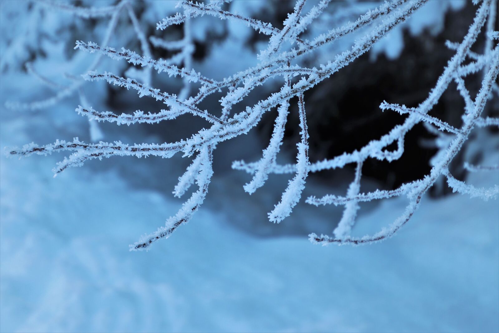 Canon EOS 80D sample photo. Sprig, snow, winter photography
