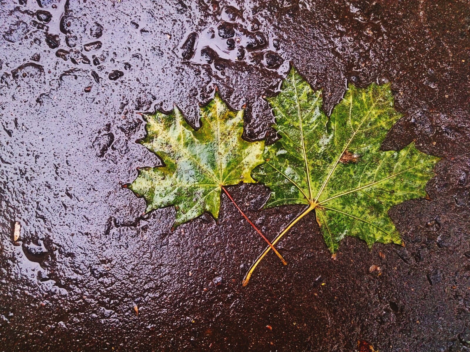 Sony Xperia Z sample photo. Maple leaf, autumn, rain photography
