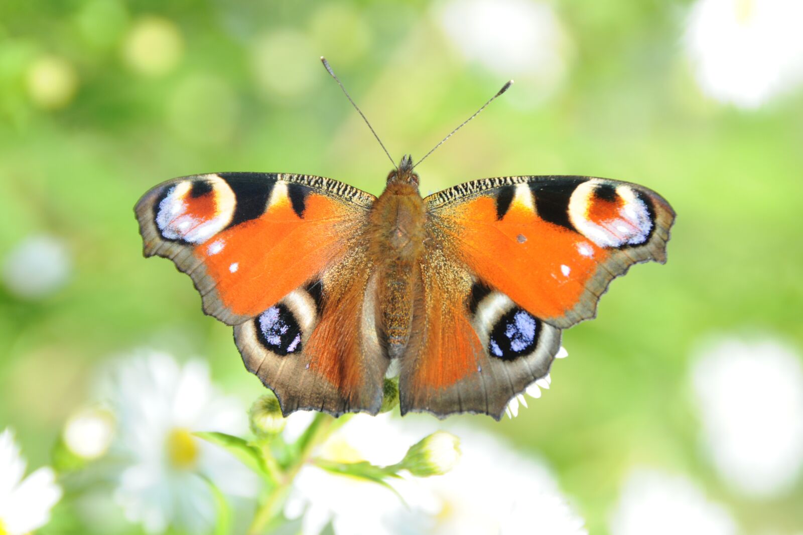 Nikon D300 sample photo. Butterfly, peacock, nature photography
