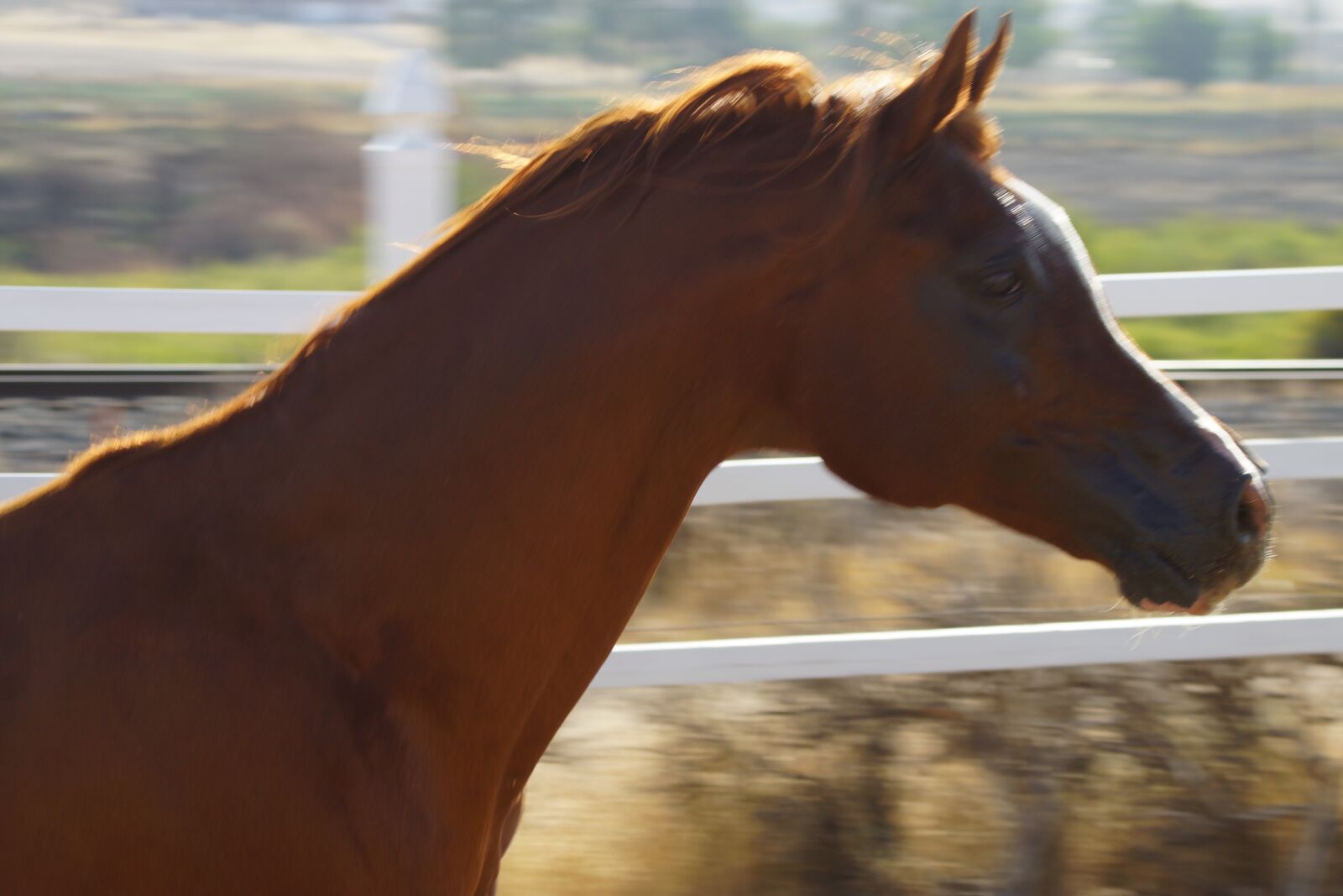 Sony SLT-A77 sample photo. Arabian horse, arabian horses photography
