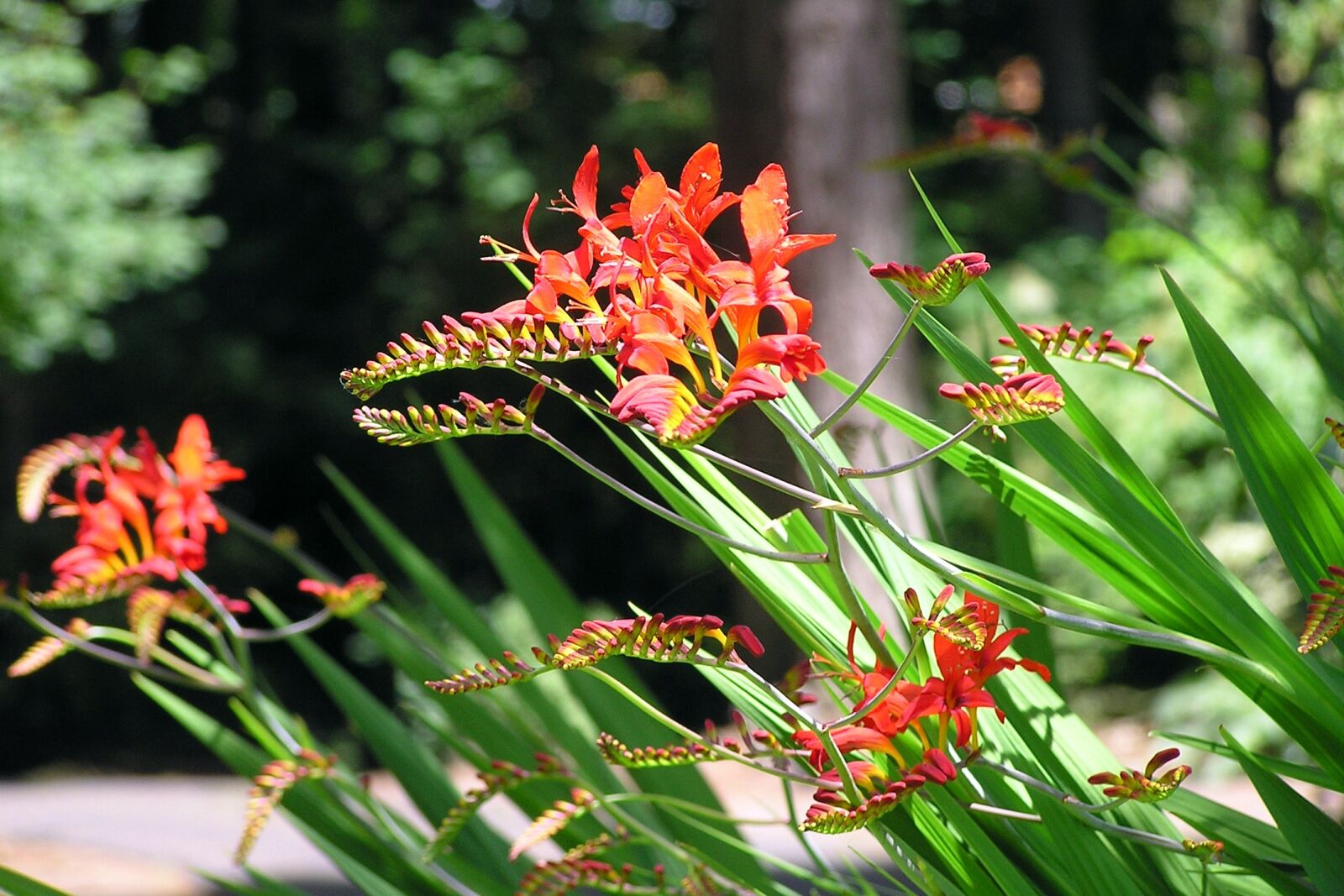 Olympus C750UZ sample photo. Iris, crocosmia, flower photography