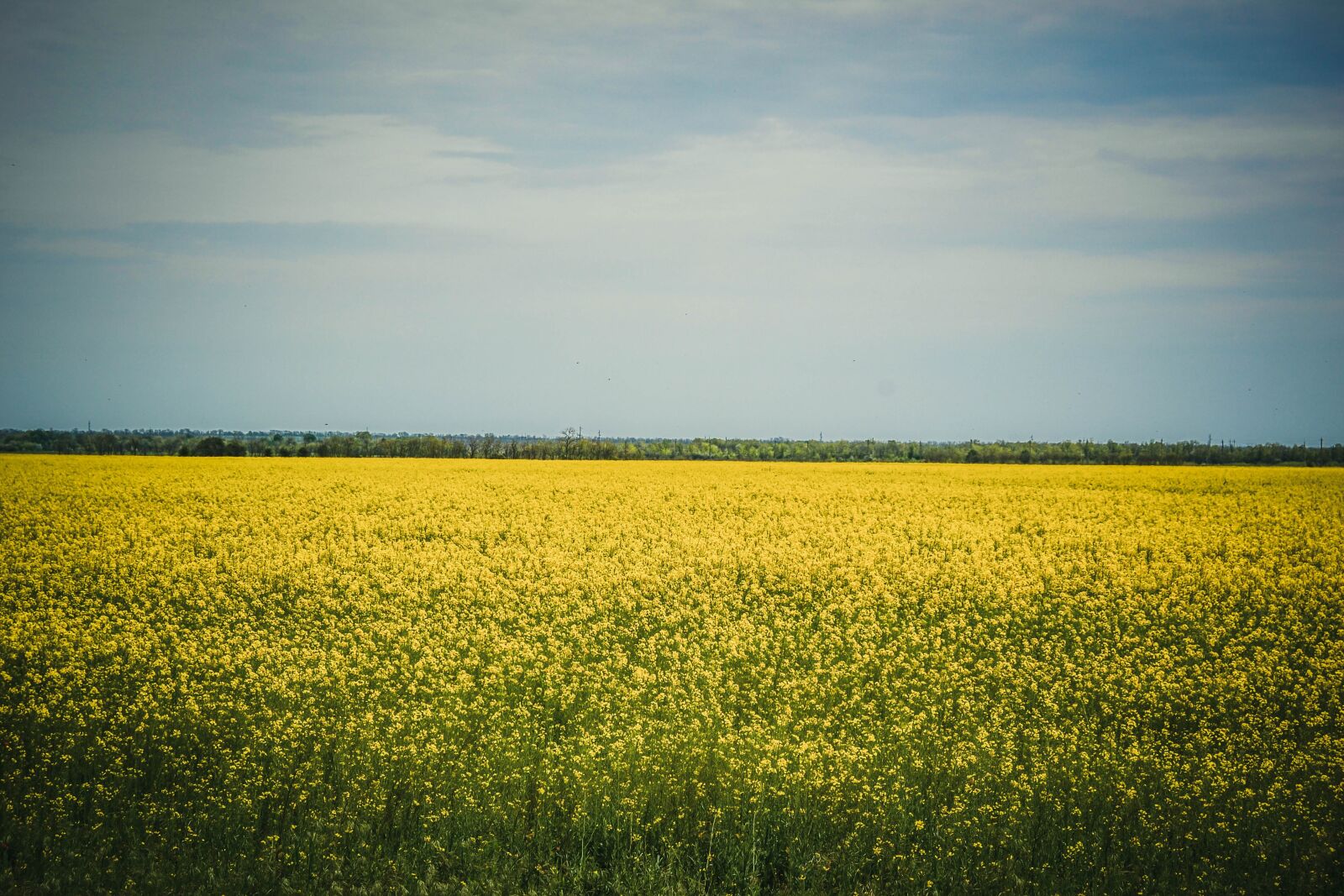Nikon D3100 sample photo. Field2, beauty, trip photography