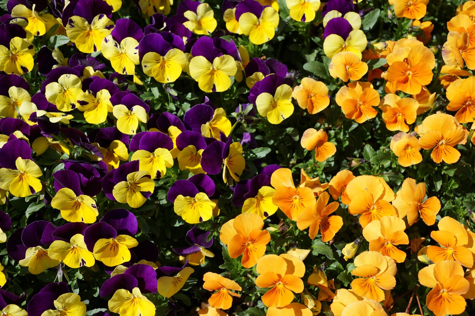 Sony DT 16-50mm F2.8 SSM sample photo. Pansy, purple, flower photography