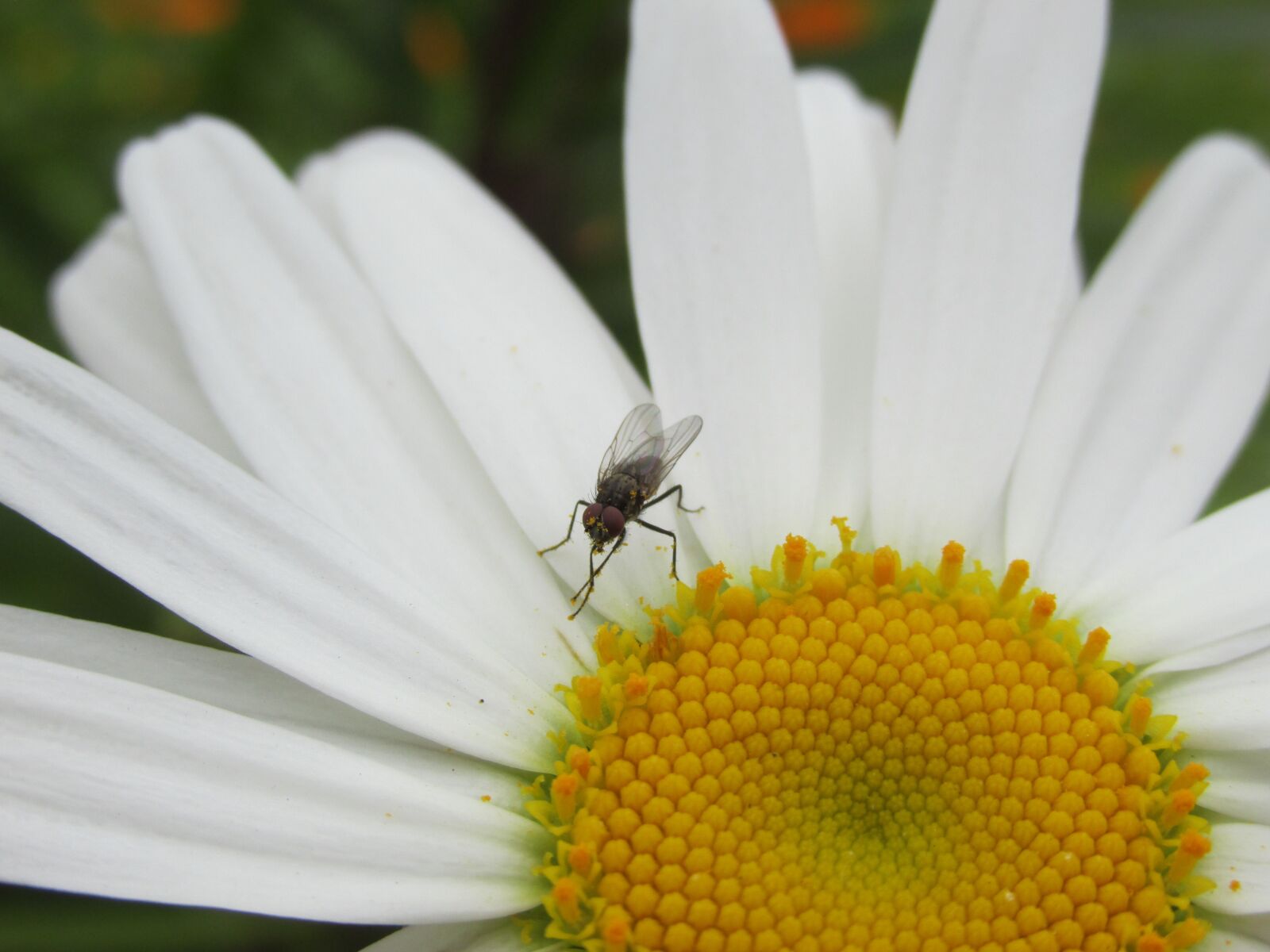 Canon PowerShot SX160 IS sample photo. Fly, chamomile, flower photography