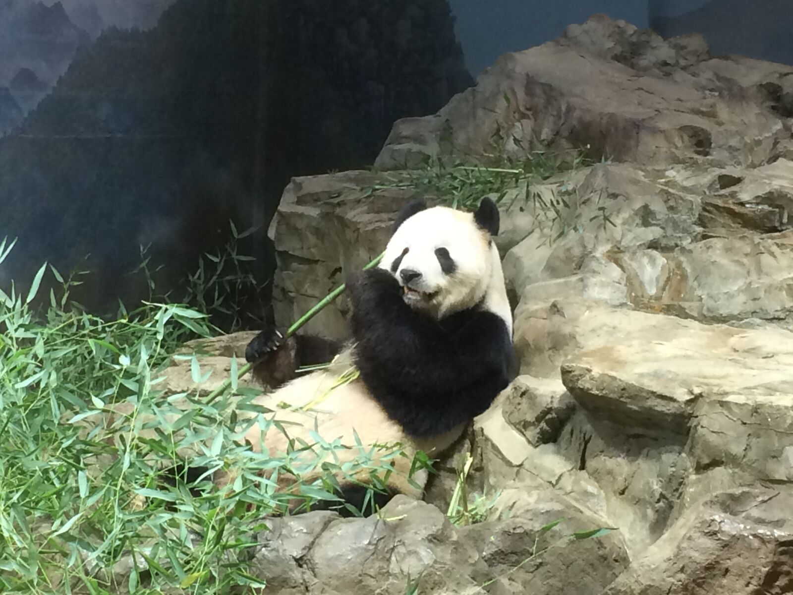 iPhone 5s back camera 4.15mm f/2.2 sample photo. National, zoo, panda photography